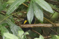 Phainoptila melanoxantha