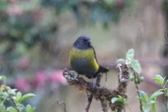 Phainoptila melanoxantha