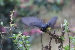 Phainoptila melanoxantha