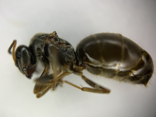 Maxentius Insect Photo 298559100, (c) Max Devis, some rights reserved (CC BY-NC ...