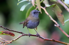 Catharus gracilirostris