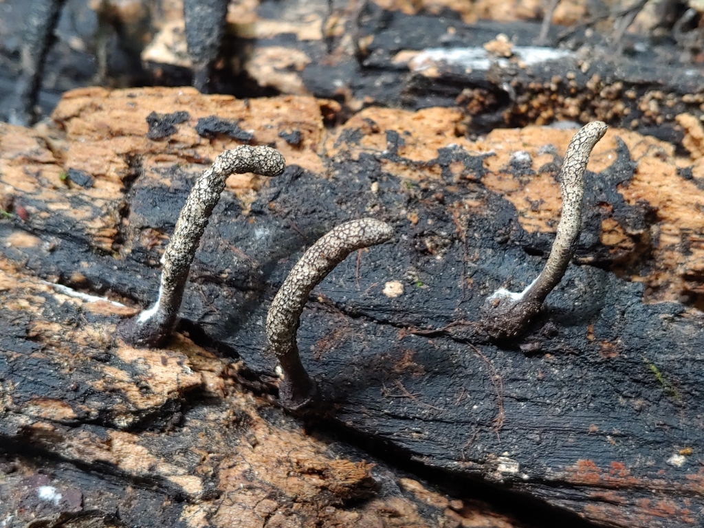 Xylaria curta