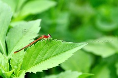 Agriocnemis femina oryzae