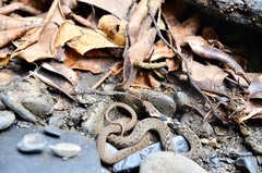 Taiwan Keelback photo 4