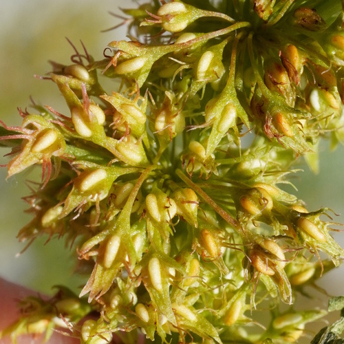 Rumex maritimus iNat (3)