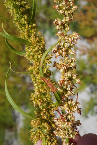 Image of Rumex palustris by (c) Patrick Hacker, some rights reserved (CC BY)