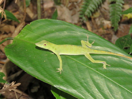 Anolis punctatus