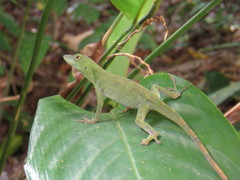 Anolis punctatus