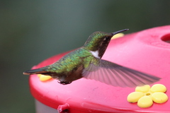 Selasphorus scintilla