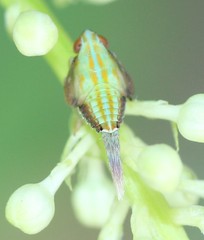 Thionia bullata