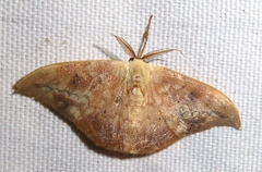 Strepsigonia quadripunctata