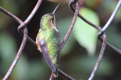 Selasphorus scintilla