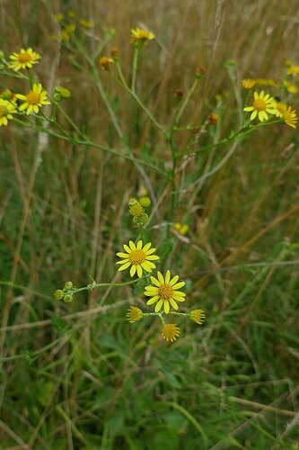 Image of Jacobaea erratica by no rights reserved
