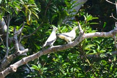 Ducula bicolor