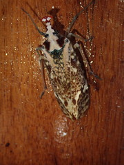 Phrictus moebiusi