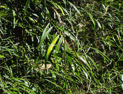 Parsonsia capsularis