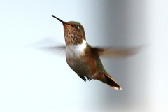 Selasphorus scintilla