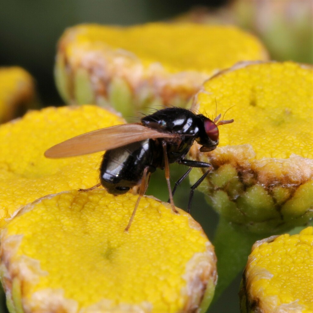 Calliopum elisae