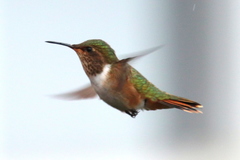 Selasphorus scintilla