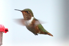 Selasphorus scintilla