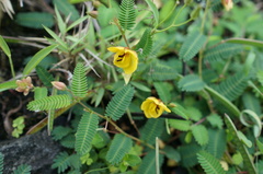 Chamaecrista garambiensis