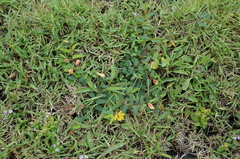 Chamaecrista garambiensis