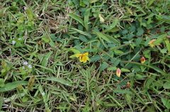 Chamaecrista garambiensis