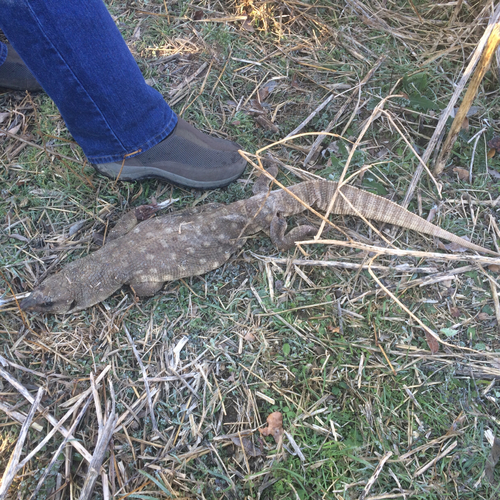 Varanus exanthematicus