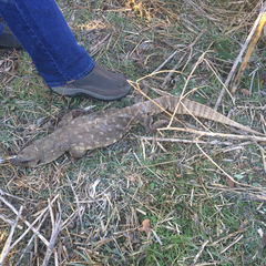 Varanus exanthematicus