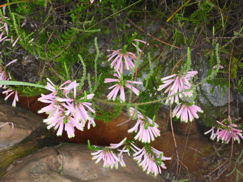 Image of Erica densifolia by (c) amantedarmanin, some rights reserved (CC BY)