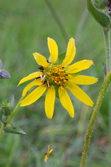 Silphium gracile