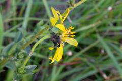 Silphium gracile
