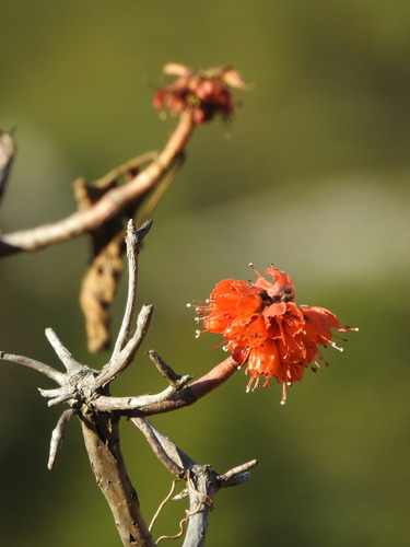 Image of Natal bottlebrush by (c) katuchka, some rights reserved (CC BY)