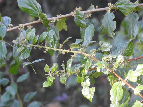 Image of Itea rhamnoides by (c) katuchka, some rights reserved (CC BY)