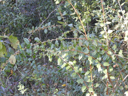 Image of Itea rhamnoides by (c) katuchka, some rights reserved (CC BY)