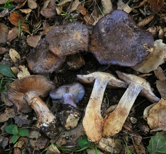 Cortinarius glaucopus