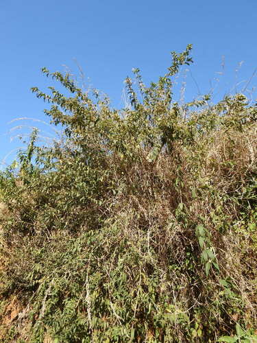 Bowkeria cymosa, photograph 5