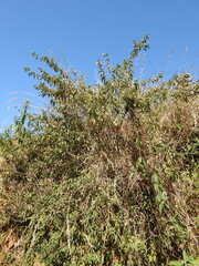 Bowkeria cymosa, photograph (c) katuchka, some rights reserved (CC BY)