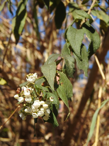 Bowkeria cymosa, photograph 6