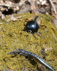 Onthophagus rasipennis
