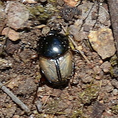 Onthophagus rasipennis