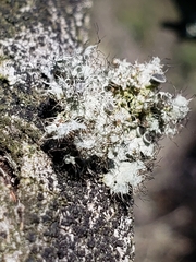 Heterodermia namaquana