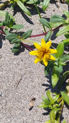 Image of Pectis multiflosculosa by no rights reserved
