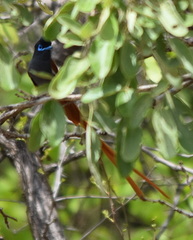 Terpsiphone viridis plumbeiceps