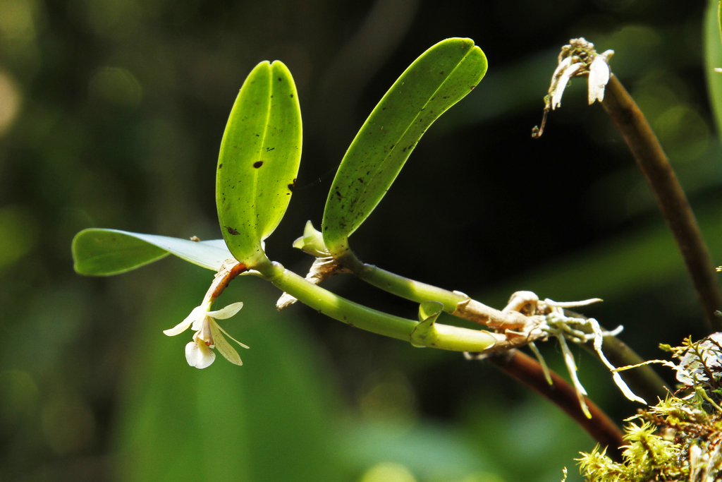 Scaphyglottis bilineata