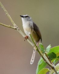 Prinia subflava affinis