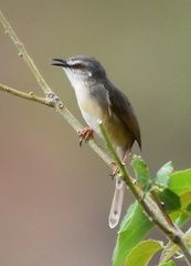 Prinia subflava affinis