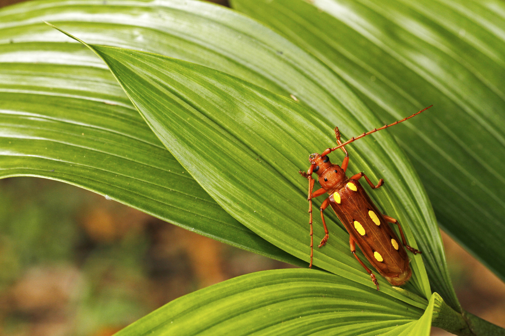 Coccoderus timbaraba