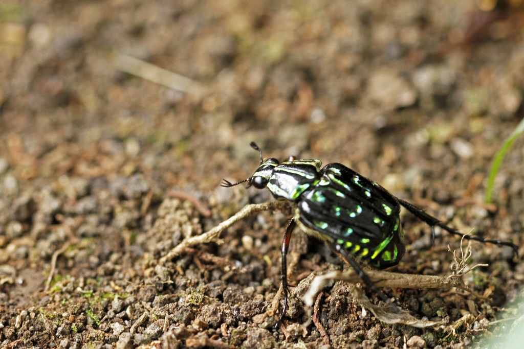 Dialithus