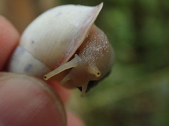 Drymaeus aequatorianus